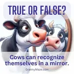 True or False: Cows Can Recognize Themselves in a Mirror? @grannymaze