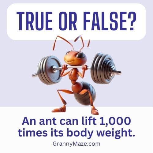 A cute little ant is lifting weights. The quiz question is - An ant can lift 1,000 times its body weight. True or False? @grannymaze