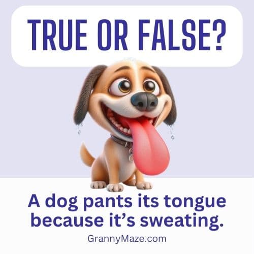 A cute little dog is panting. The quiz question is - A dog pants its tongue because it’s sweating. True or False? @grannymaze
