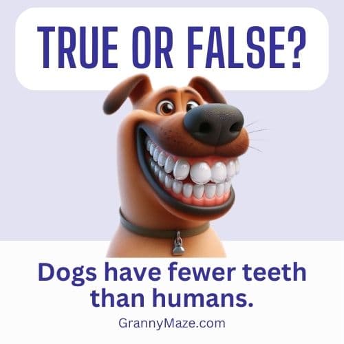 A dog is smiling with bright shiny teeth. the quiz question is - Dogs have fewer teeth than humans. True or False? @grannymaze