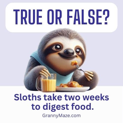 A sloth is enjoying a meal. The quiz question is - Sloths take two weeks to digest food. True or False? @grannymaze