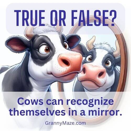 Cows Can Recognize Themselves in a Mirror - True or False?